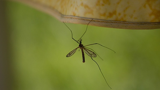 Close up photograph of a small and thin mosquito with short wings and long limbs hanging off a curtain.