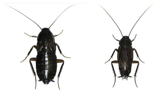 a type of Oriental cockroach