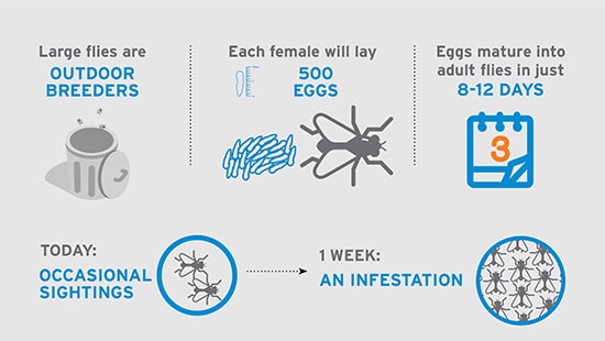 Infographic providing 8 ways to prevent large fly infestation