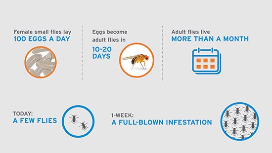 Small Fly Infographic Image