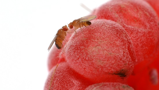 Small flies on fruit.