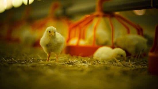 animal health