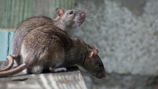 Common types of rodents 